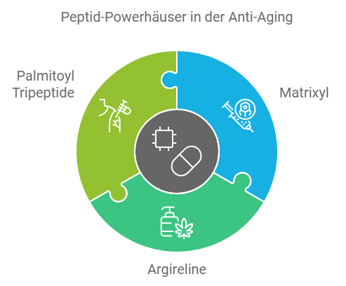 Peptide - Kleine Moleküle, große Wirkung